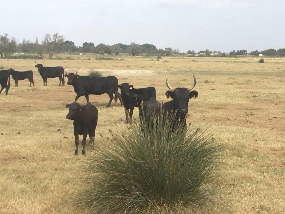 "Le Nature" Camargue Jardin Arles Dış mekan fotoğraf
