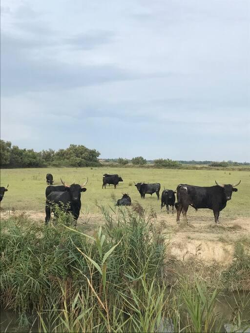 "Le Nature" Camargue Jardin Arles Dış mekan fotoğraf